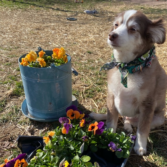 Meet your Posher, Lisa - Picture 1 of 1